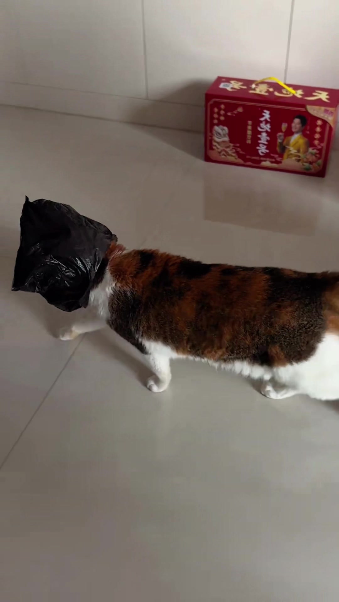 @Cute_kitten