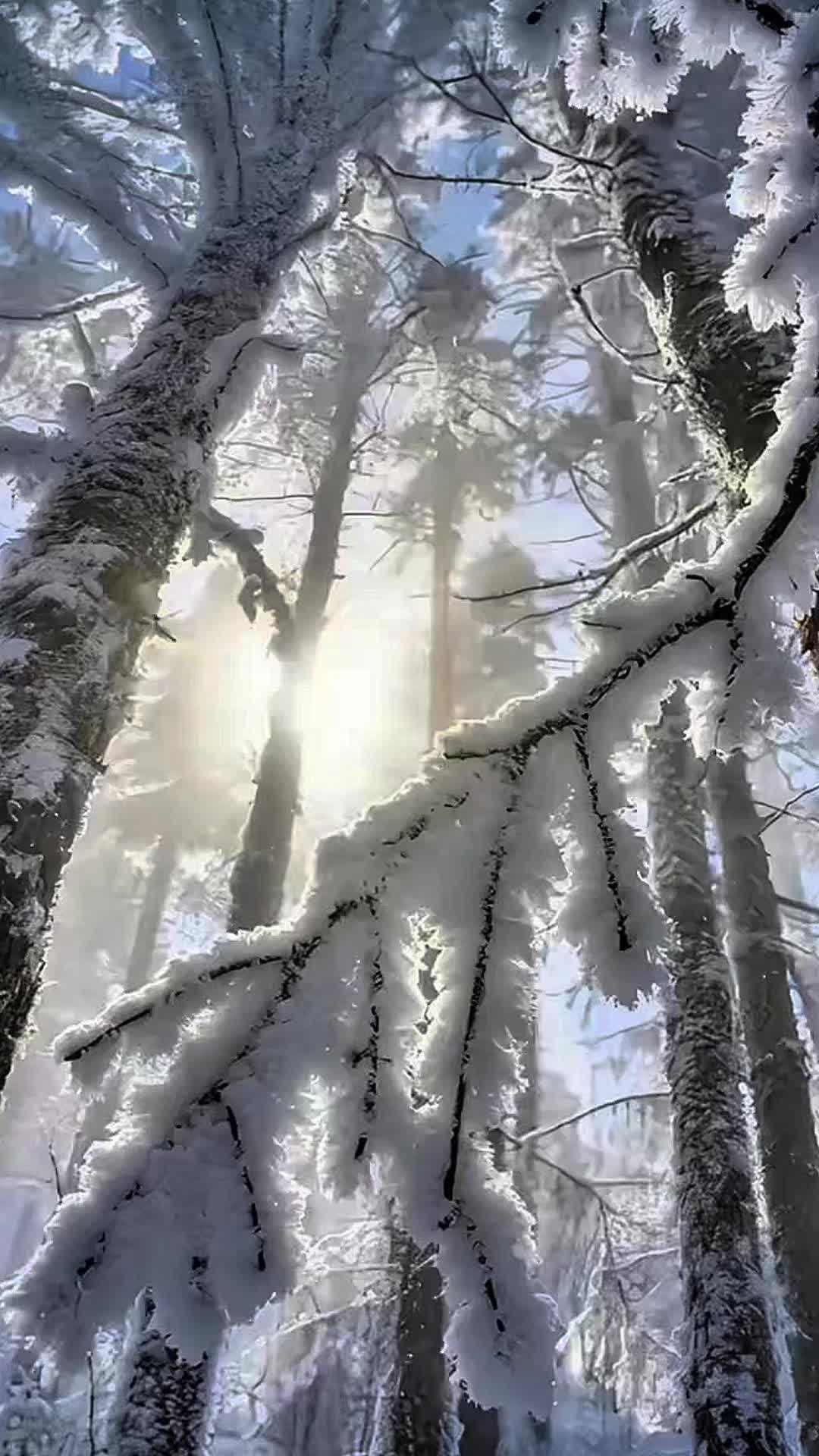 @corazonviajero3345