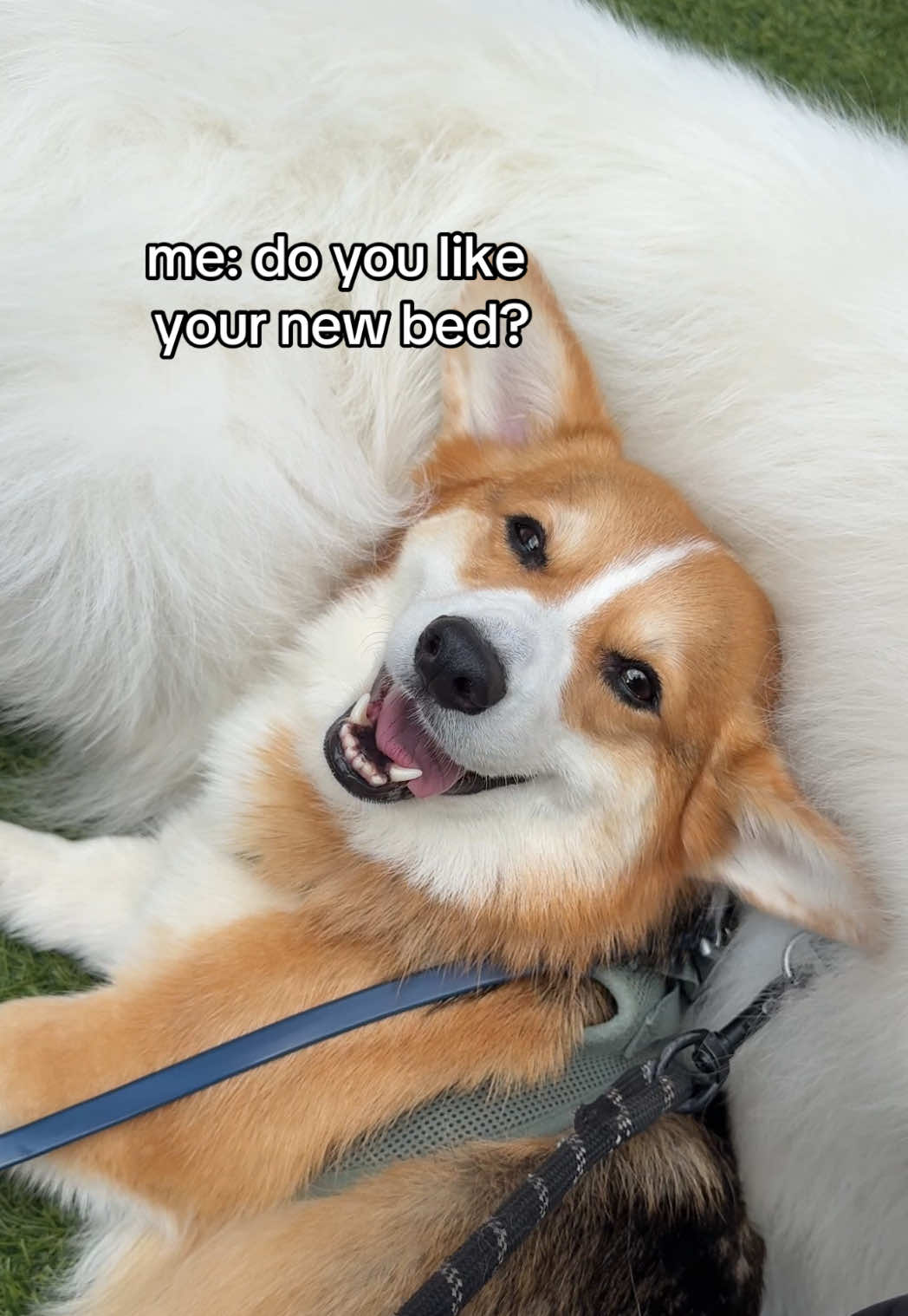@Biff the Samoyed