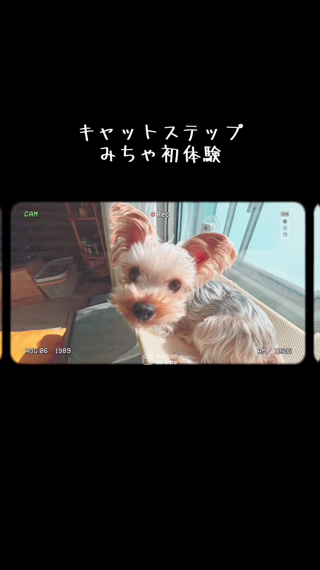 @みちゃよも🐶🐱