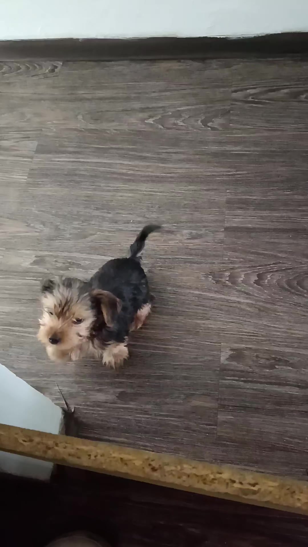 @Eddie the yorkie 😘🐶