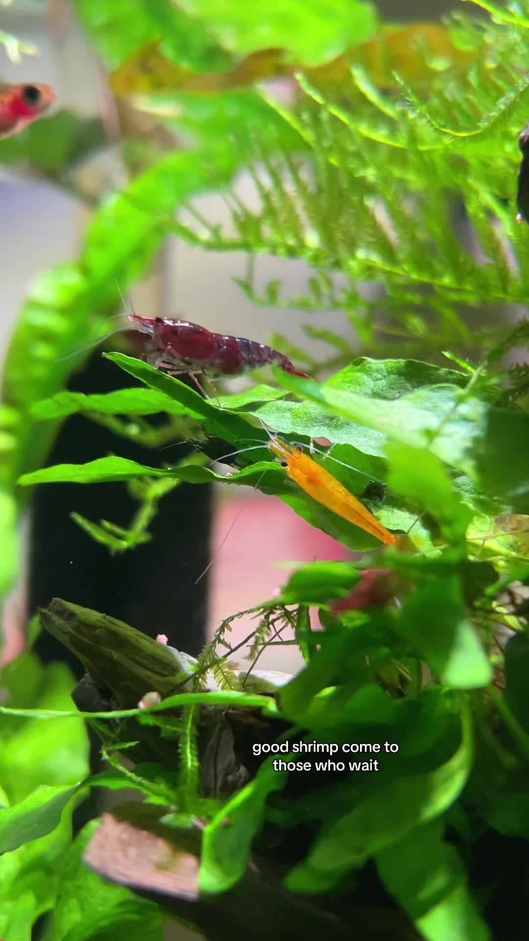 @fishygator