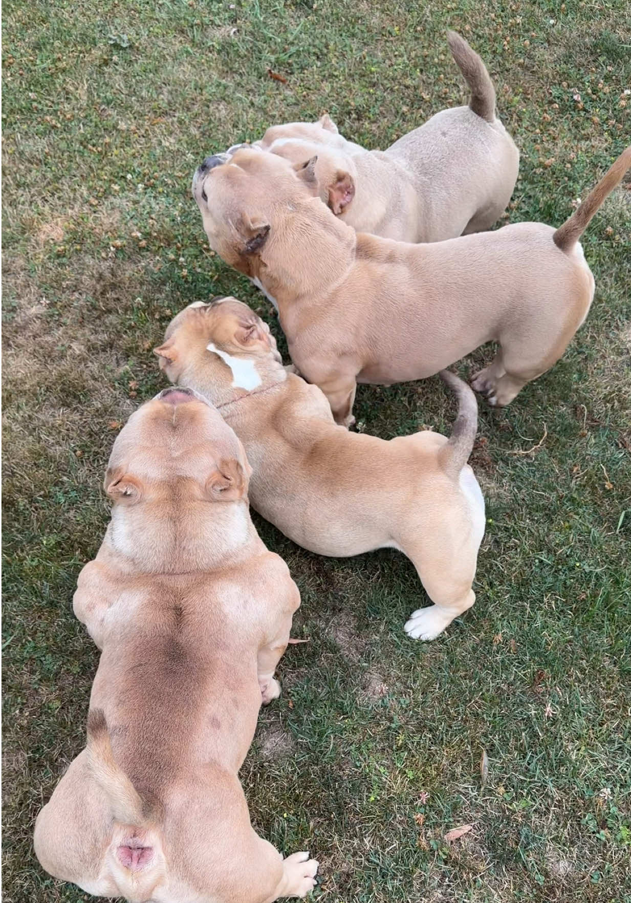 @🐾PT_920bullies🐾
