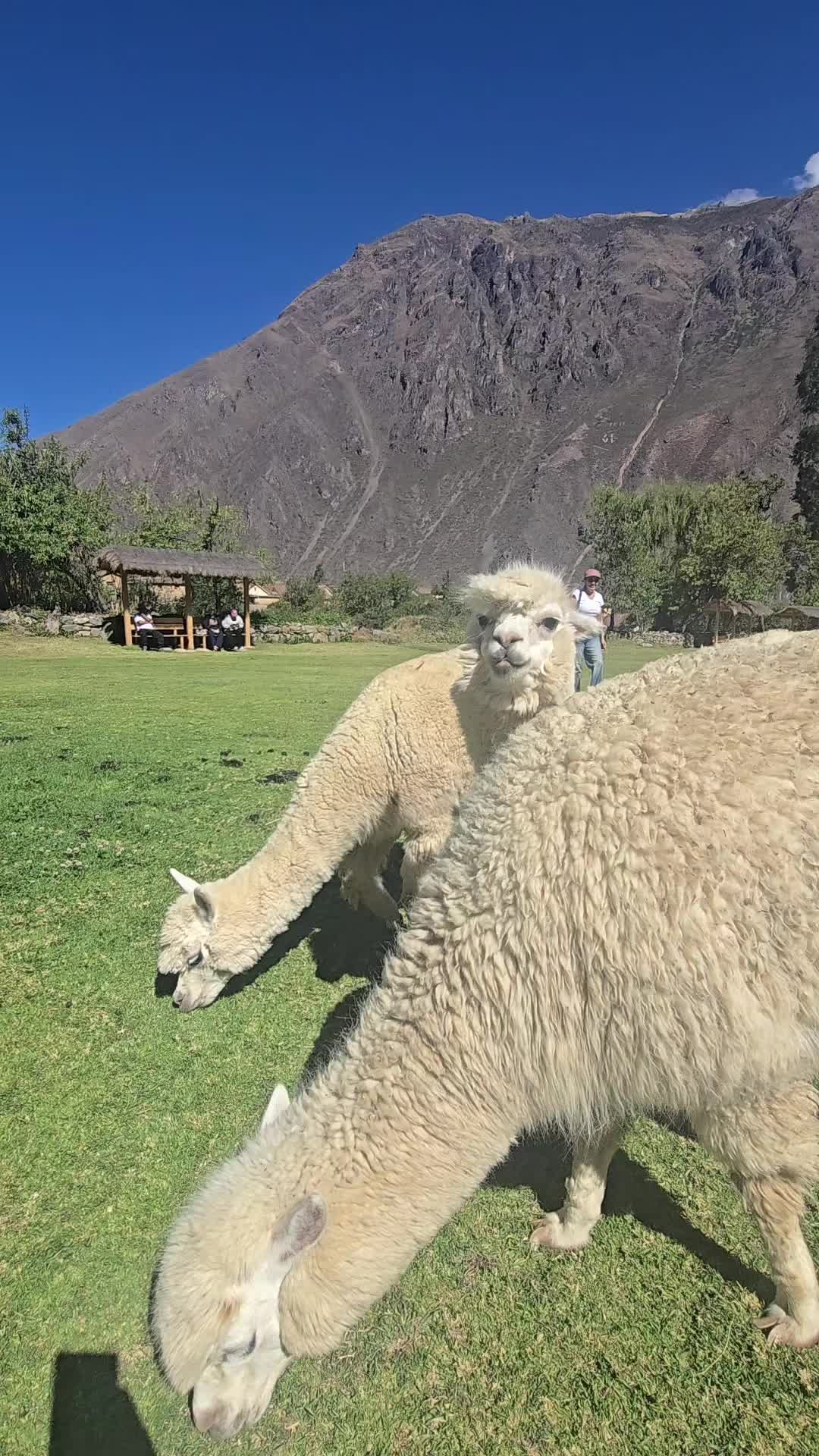 @Bertopo