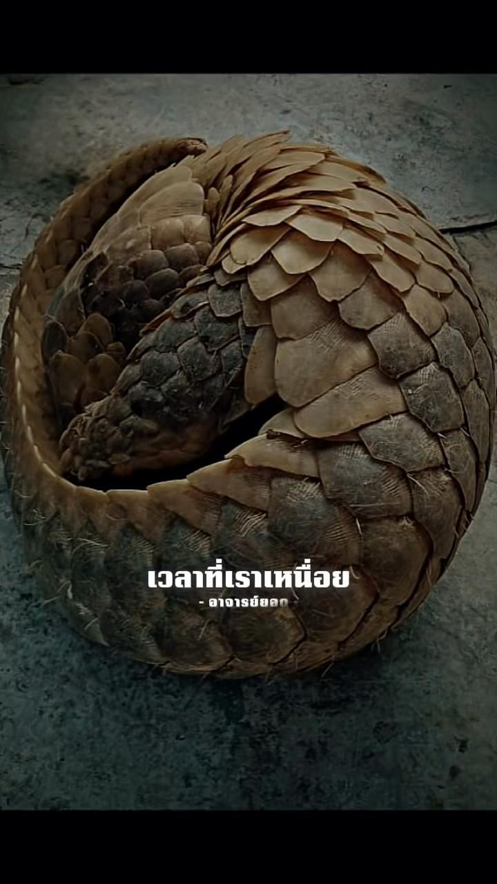 @surinwealy