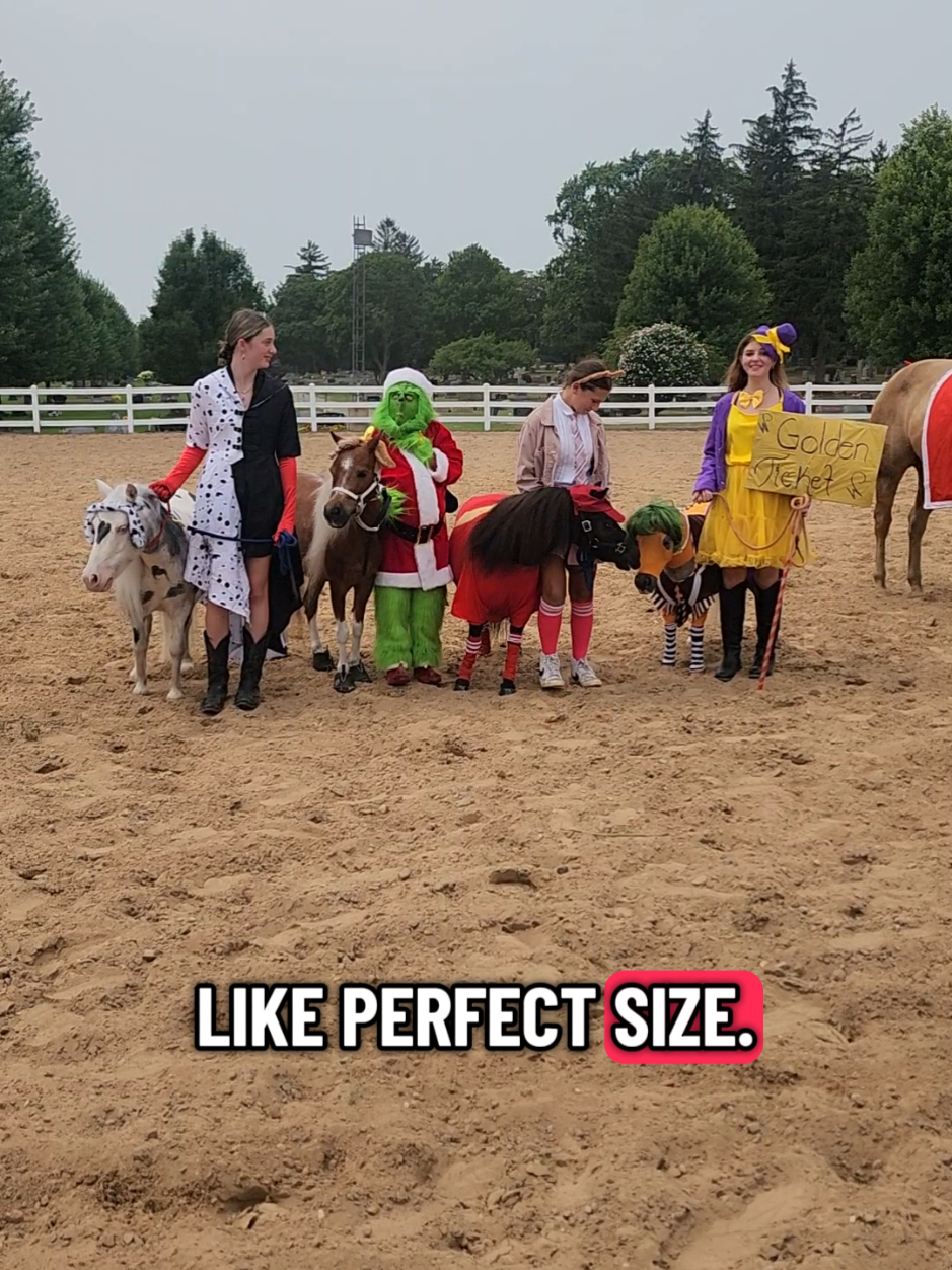 @minihorsemomandtrainer🐴🐴🐴🐴