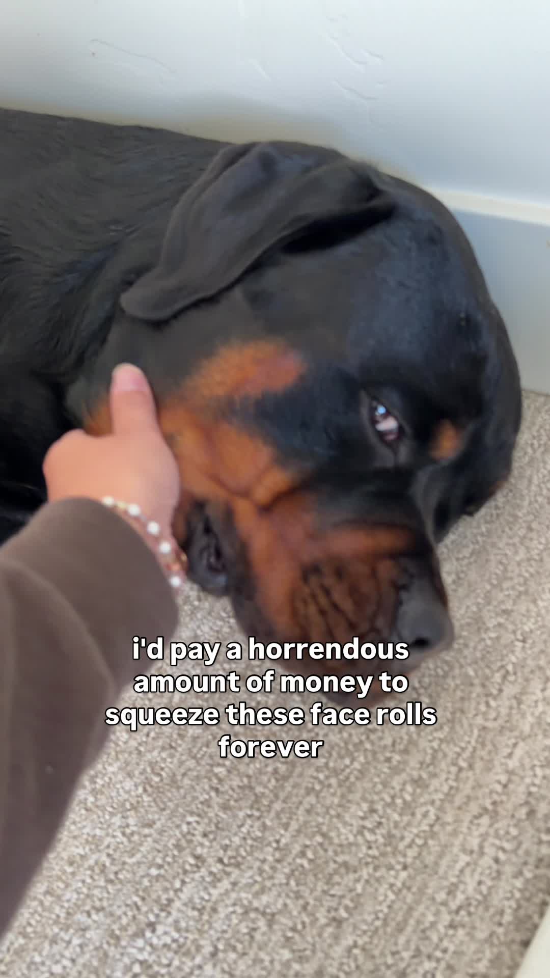 @Rex the Rottweiler