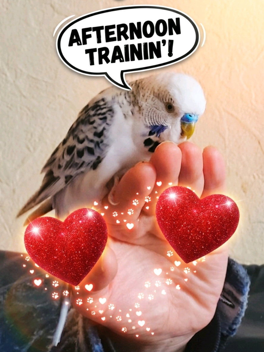 @Taha the Budgie
