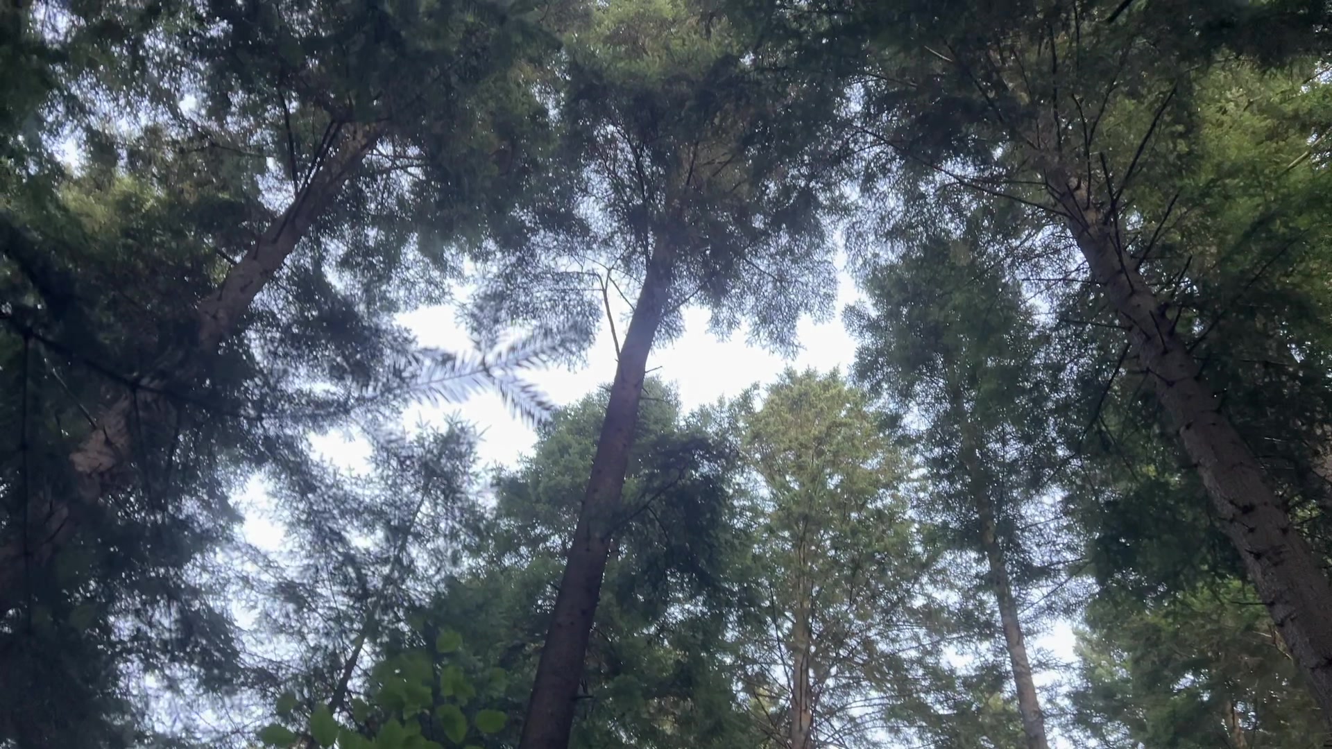 @🌲1𝔰𝔥𝔢𝔱𝔰1🌲