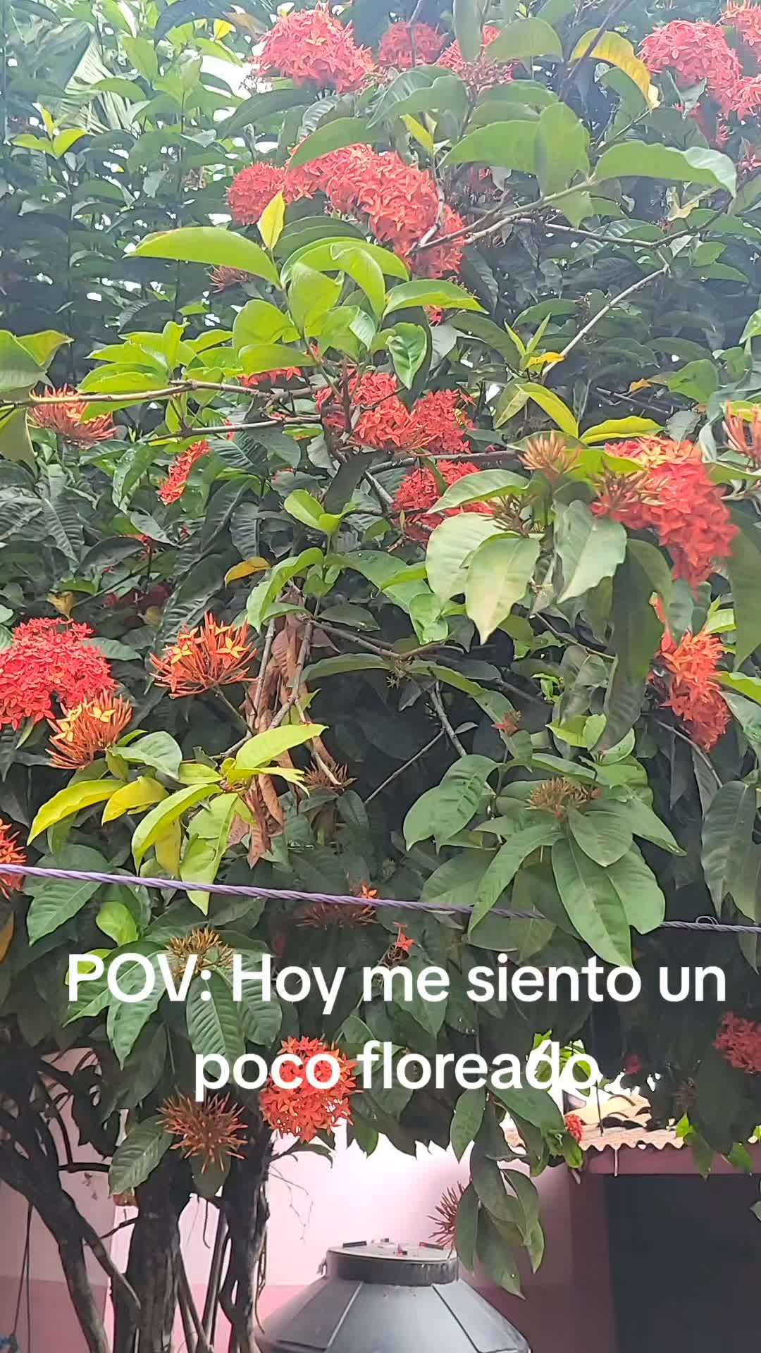 @lucymanzano
