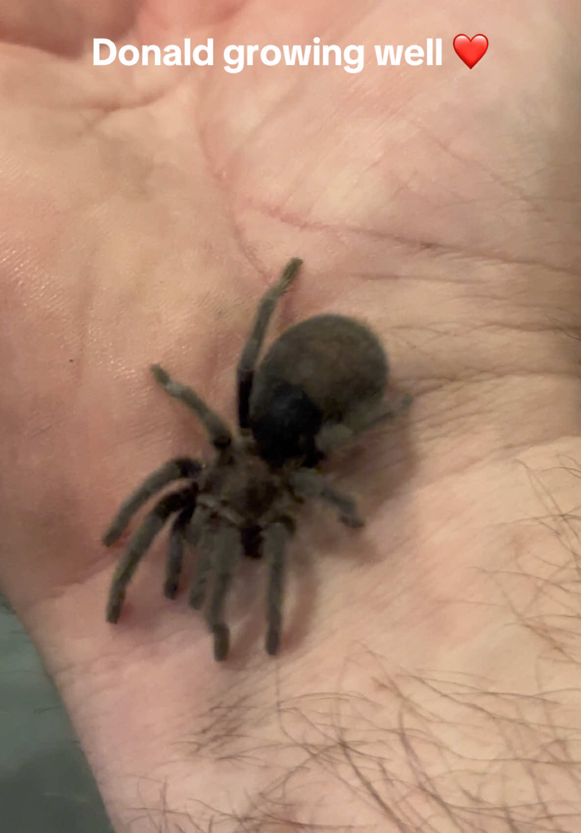 @The Spider Caravan