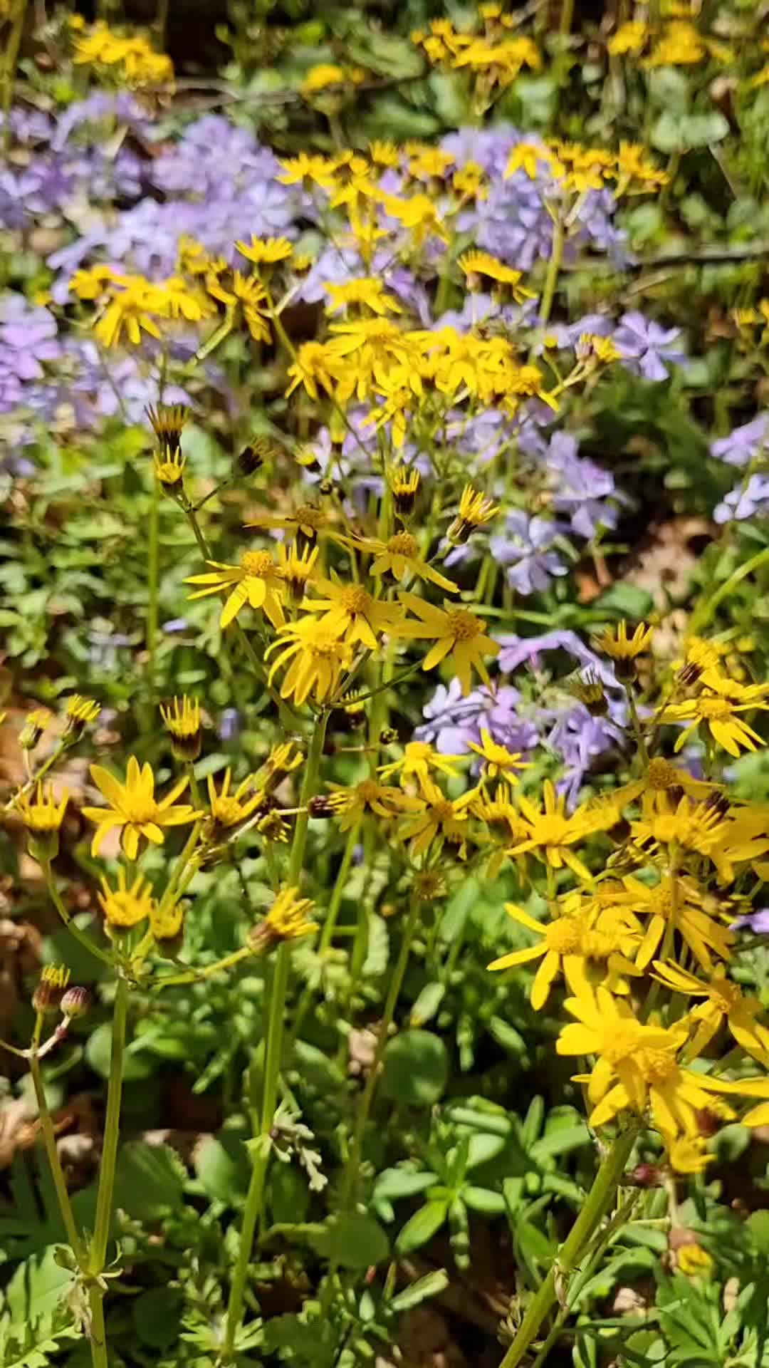@NatureMan_Official_1