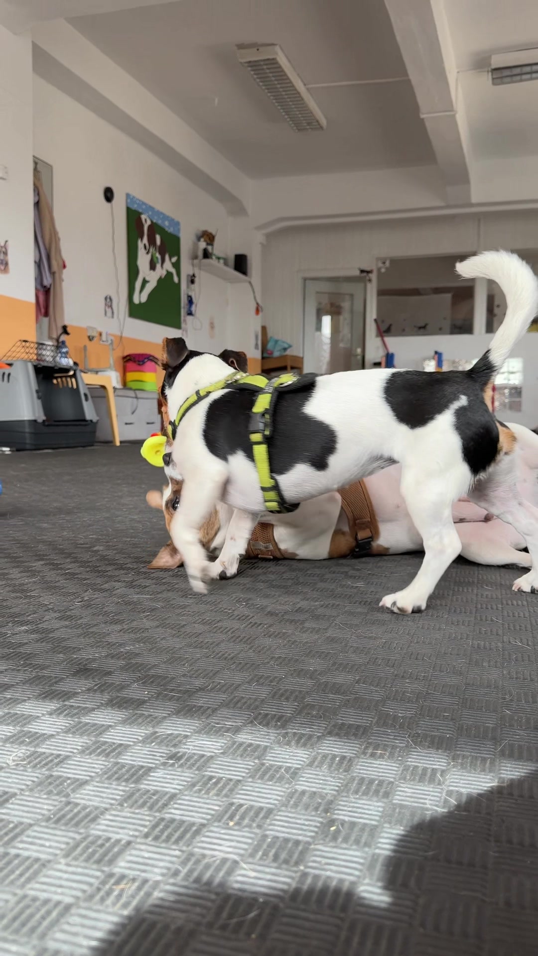 @Olesia • Hundezentrum Lapki