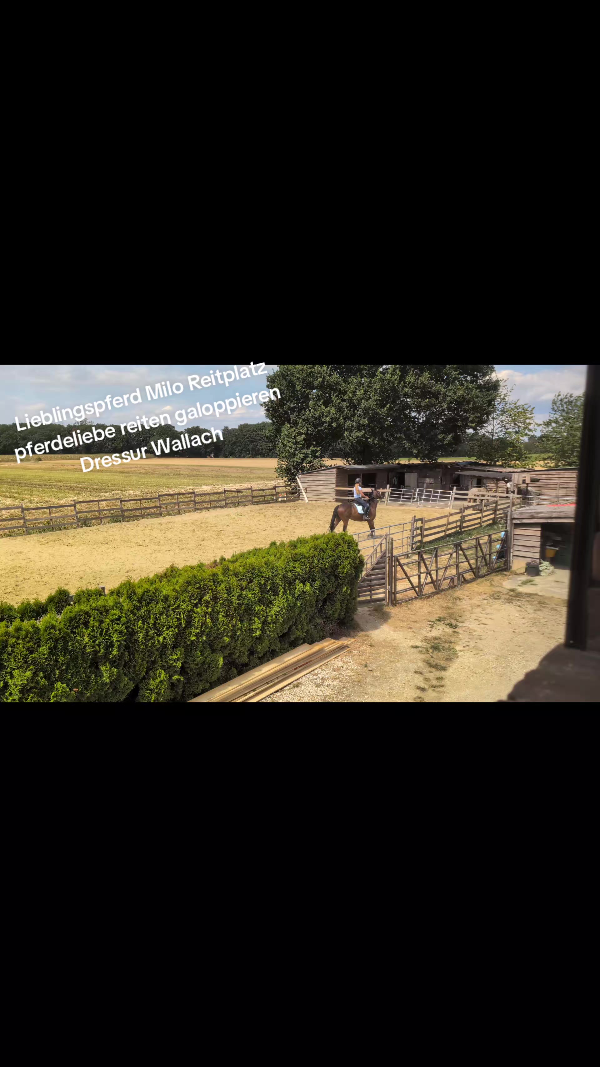 @Steffis_horse_world