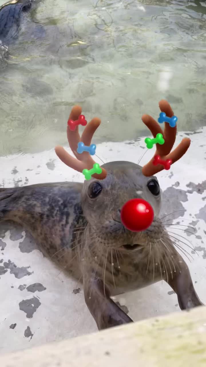 @StapeleyWildlifeRehab