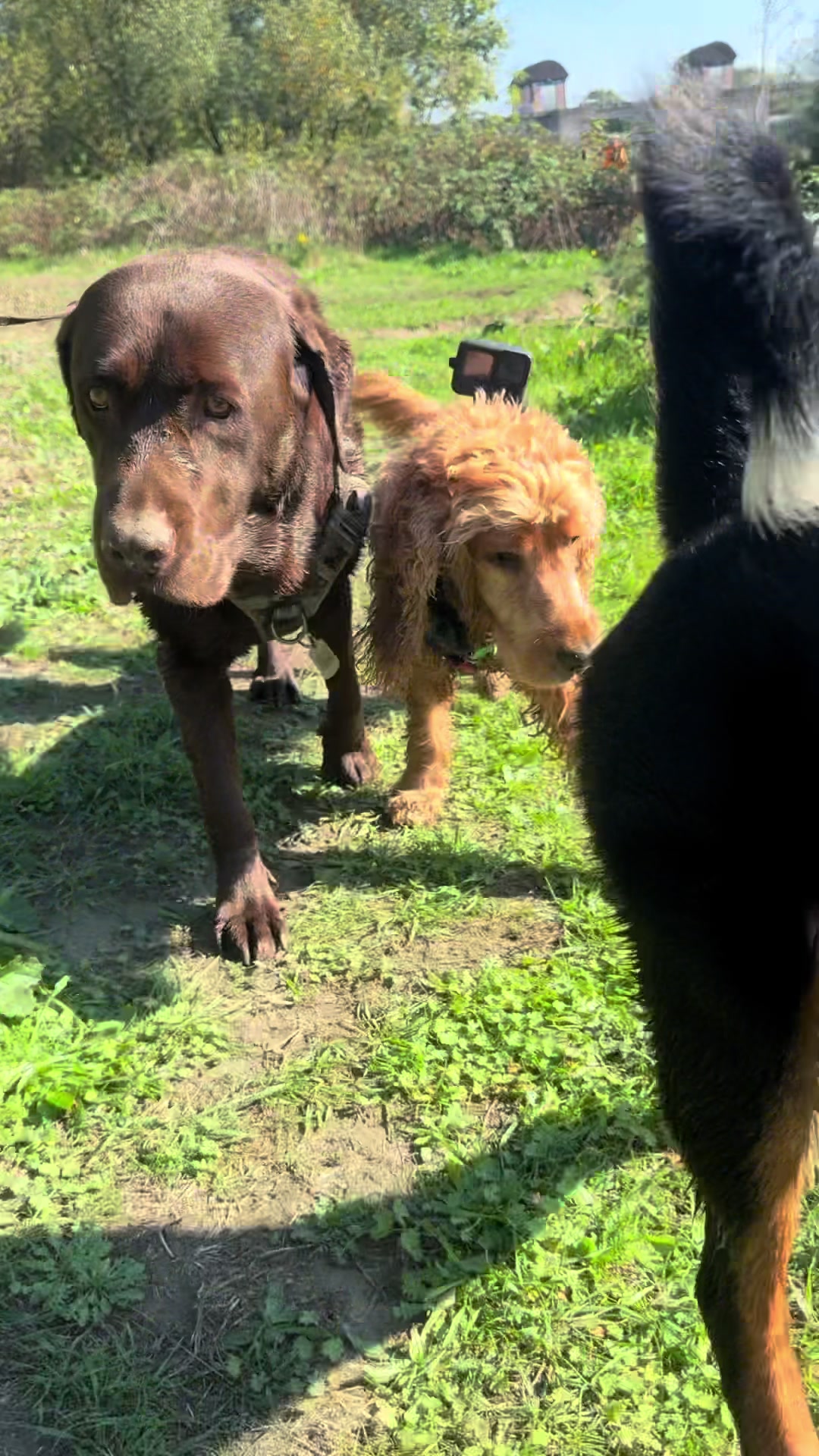 @DogWalk78