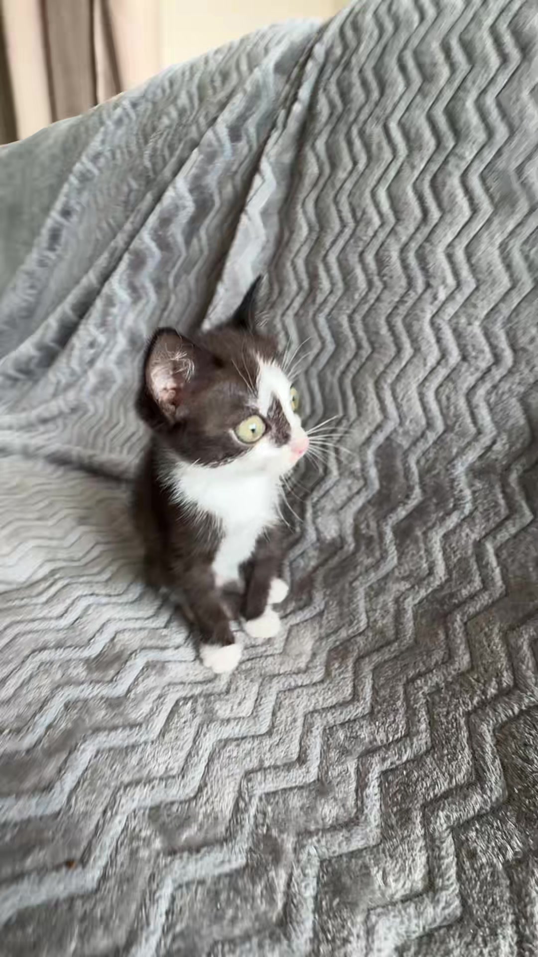 @Lilo the kitty