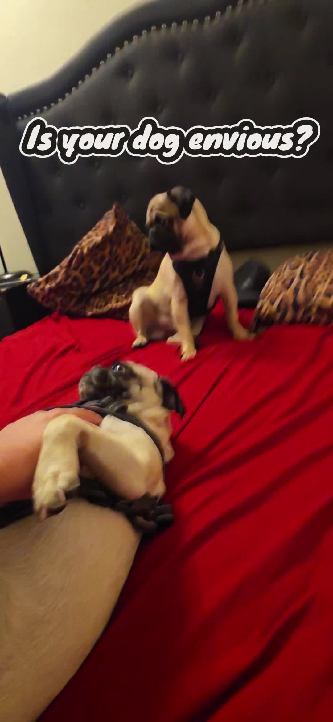 @Pogi y maganda pugs