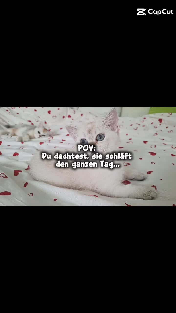 @BKH-KITTEN