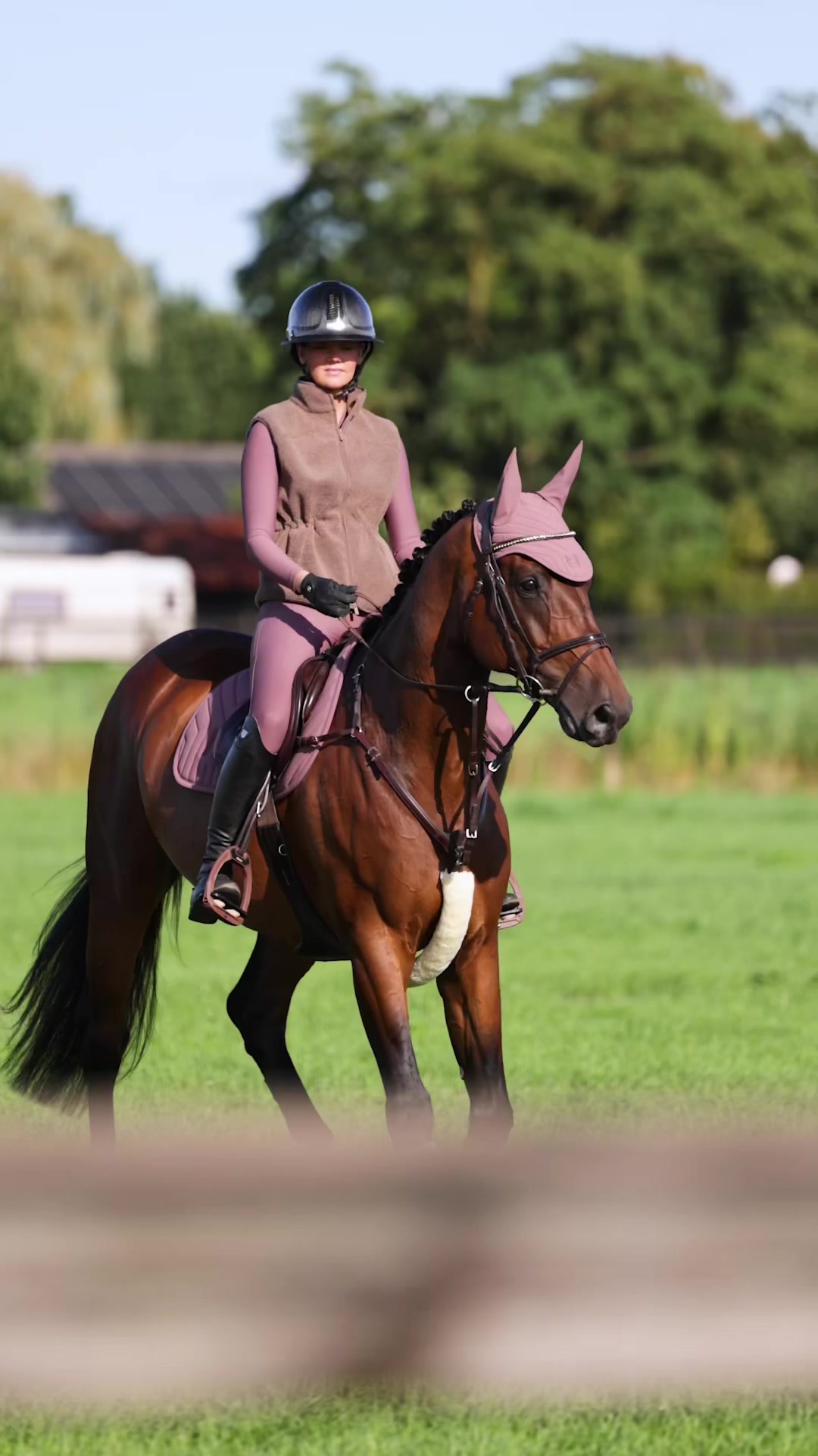 @Maximilian Equestrian