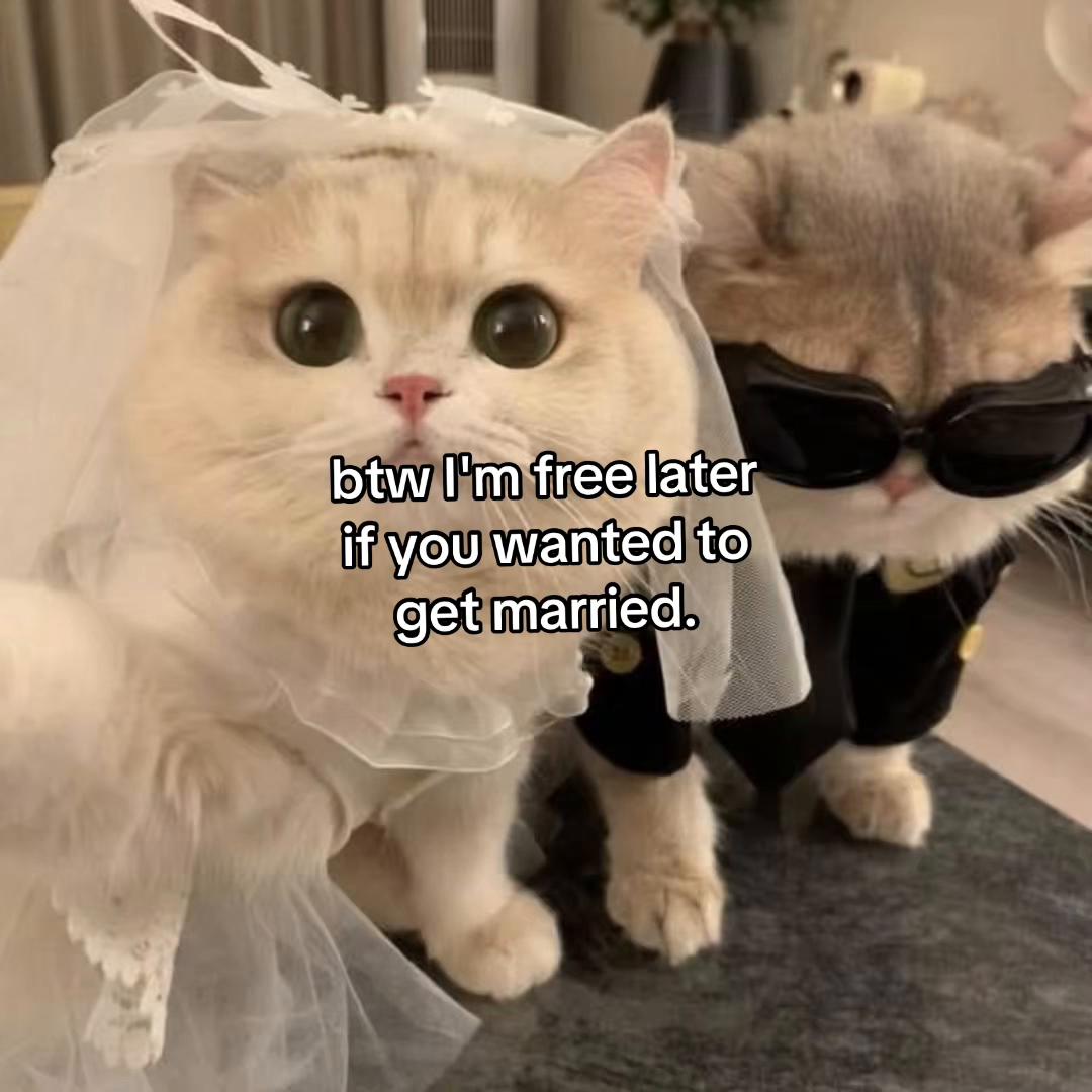 @Alice.cattok