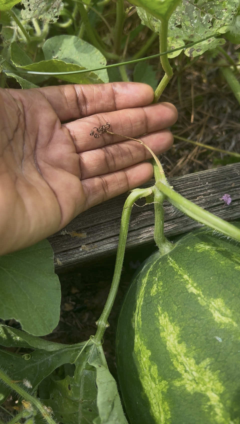 @Gardening4ME