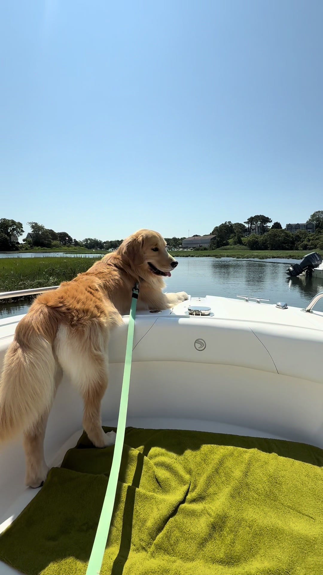 @rigatoni_thegolden