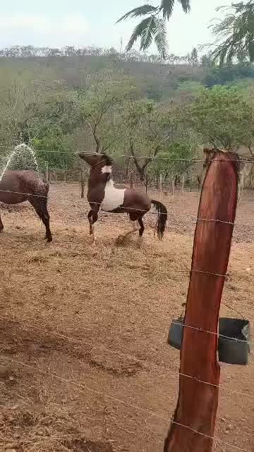 @EL TIBURÓN 🦈🇻🇪