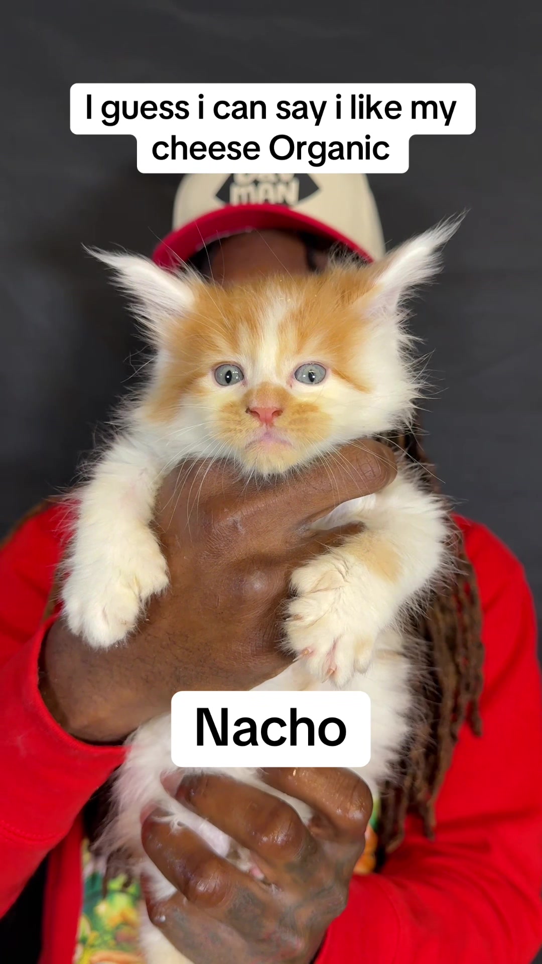 @Tycoon_Mainecoons