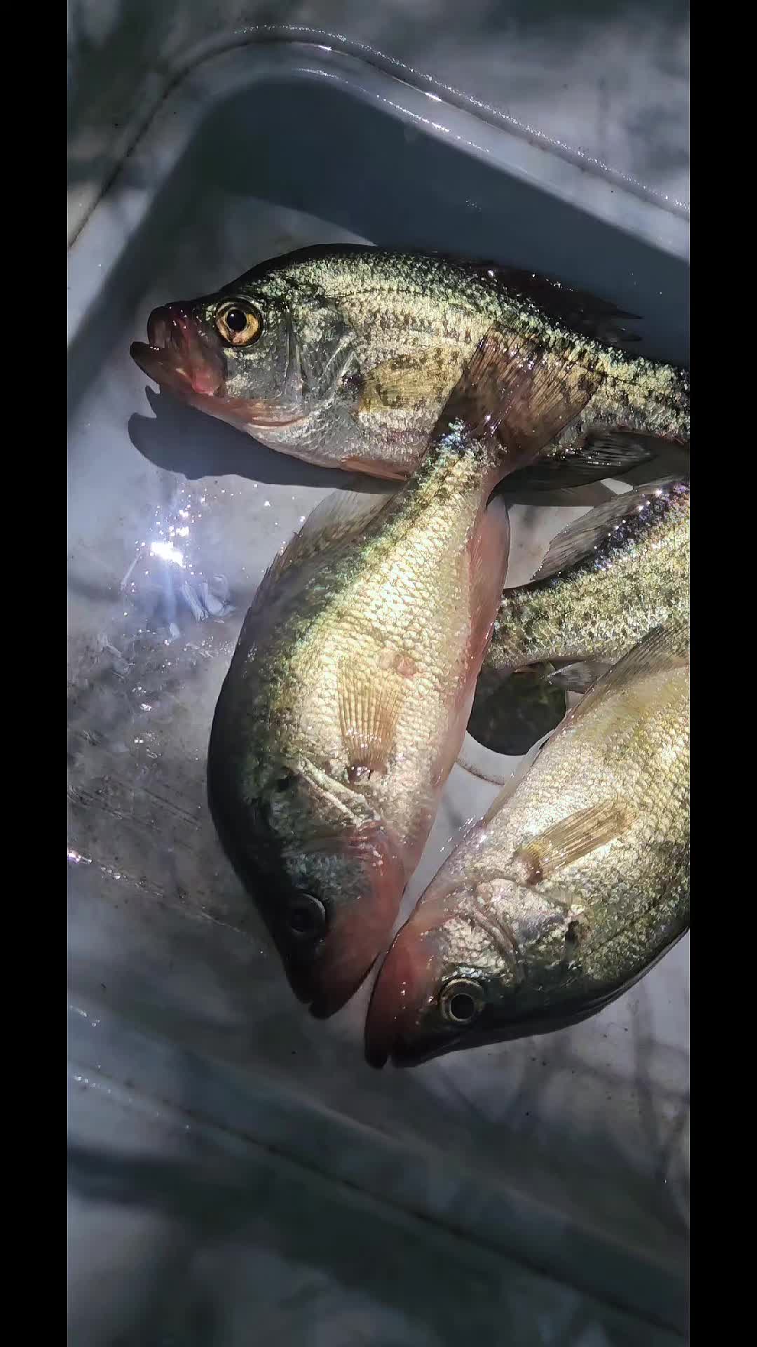 @BIGG BOYY FISHING