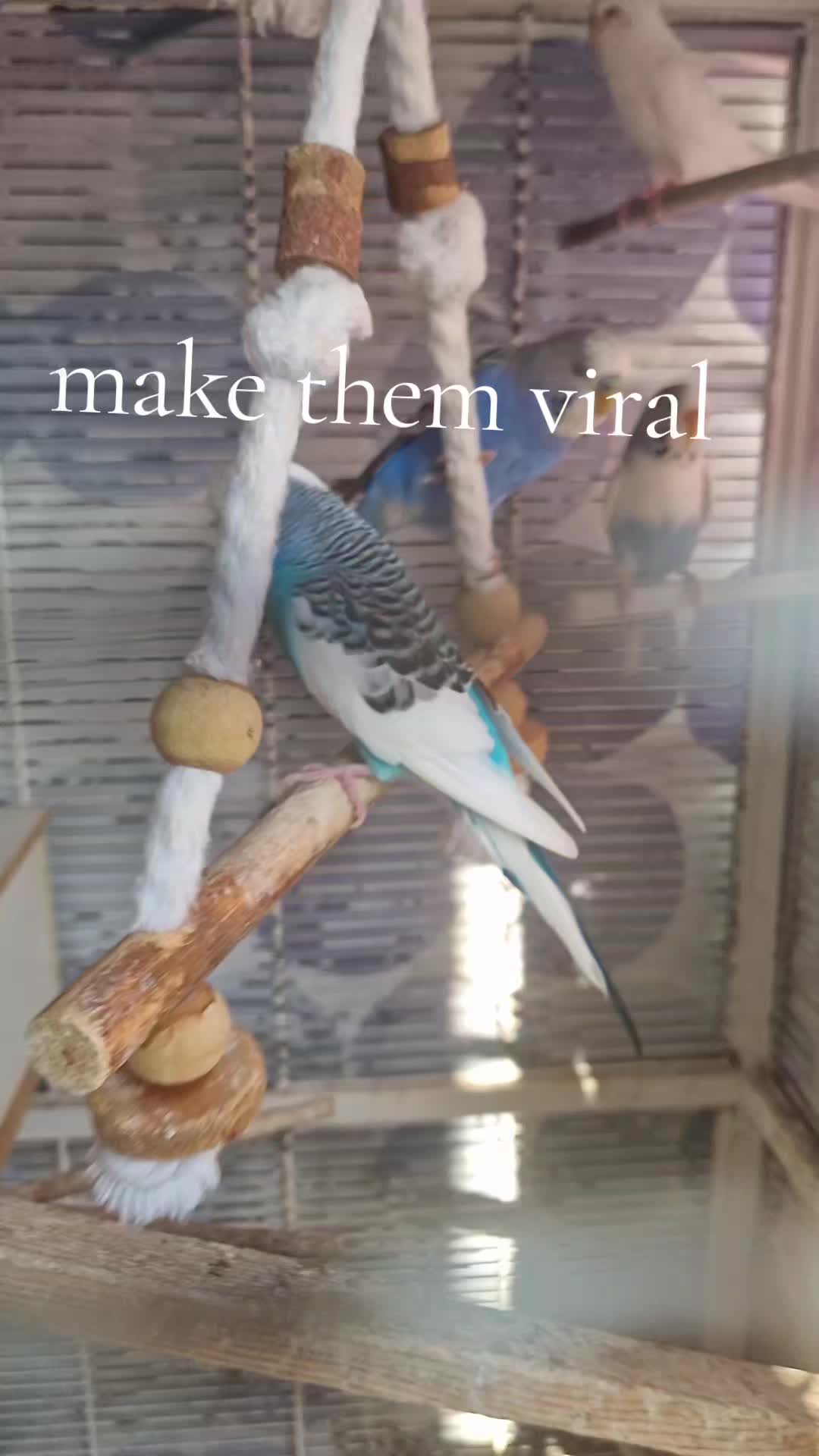 @𝓪𝓿𝓪𝓷𝓭