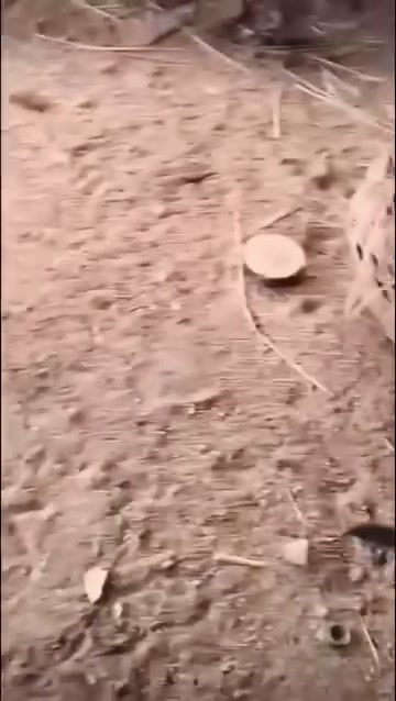 @Los Gallos Más Finos