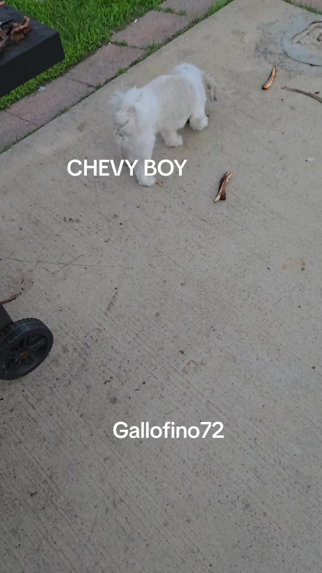 @ElGalloFino