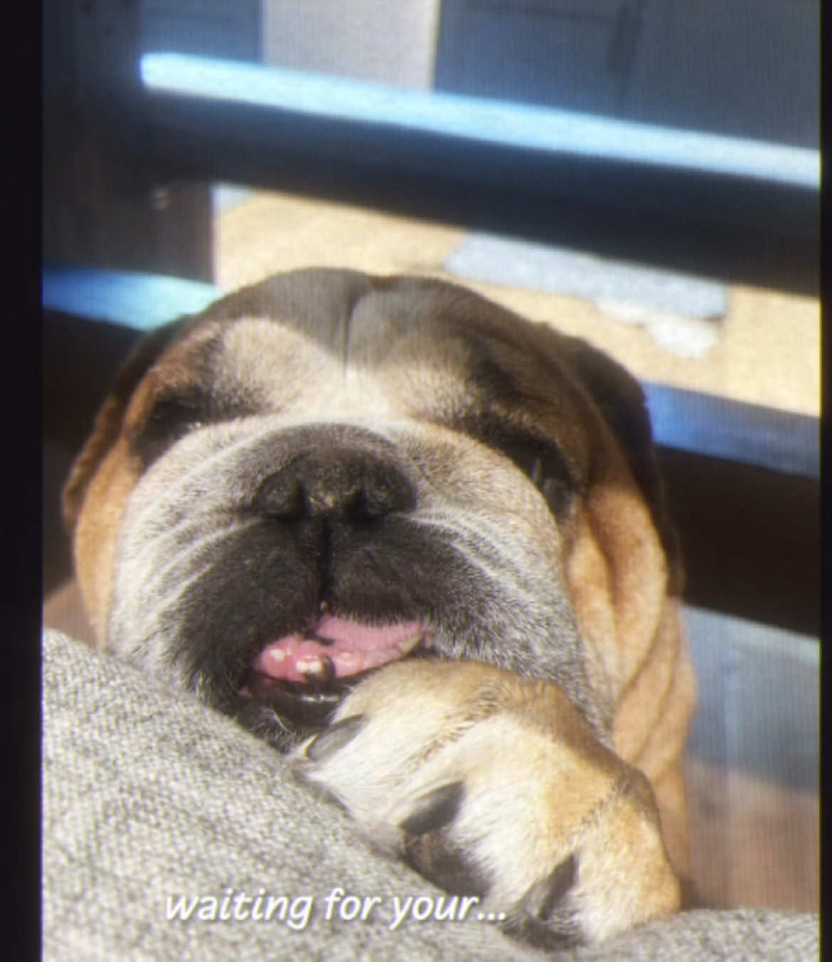 @Reggie the Bulldog