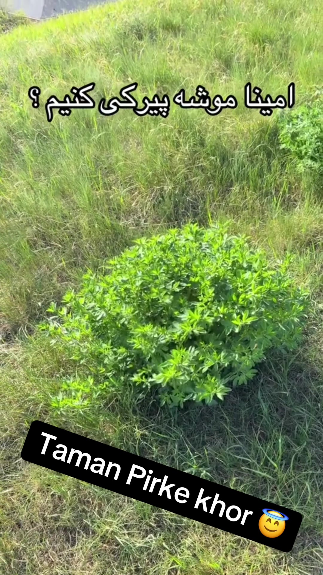 @Kaka Tanin