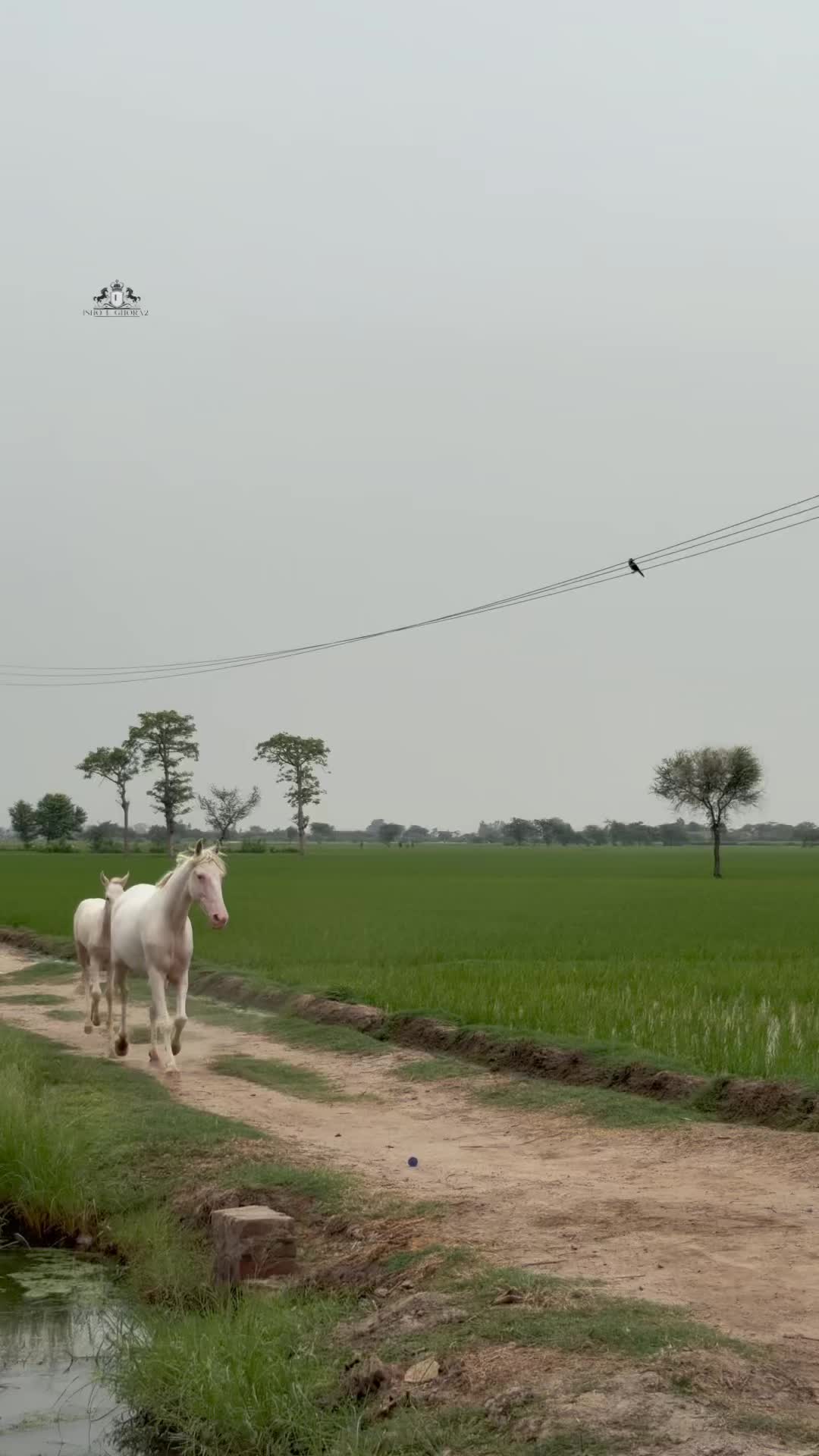@Ishq_e_ghora 🐎