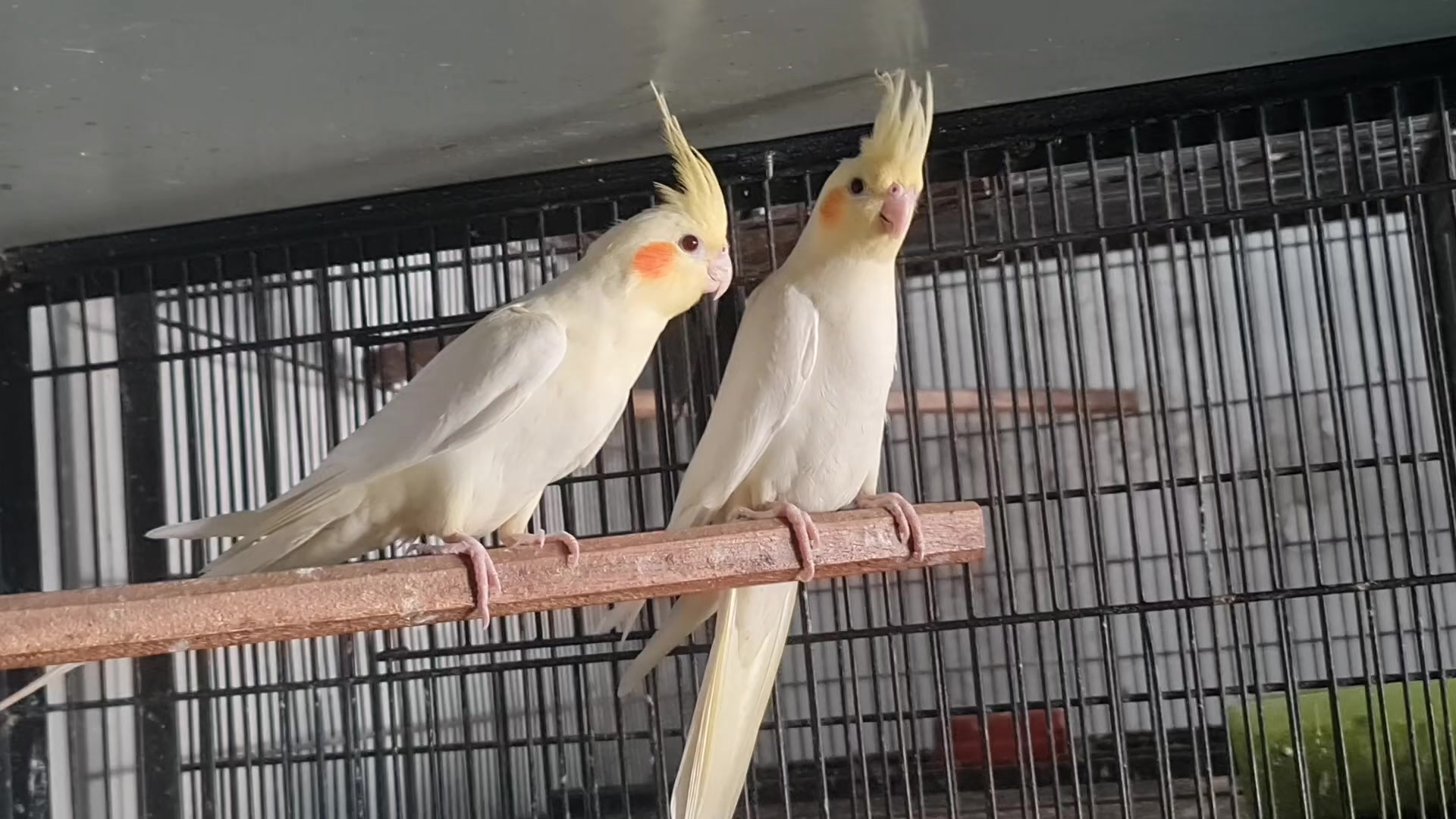 @ROYAL BIRD US