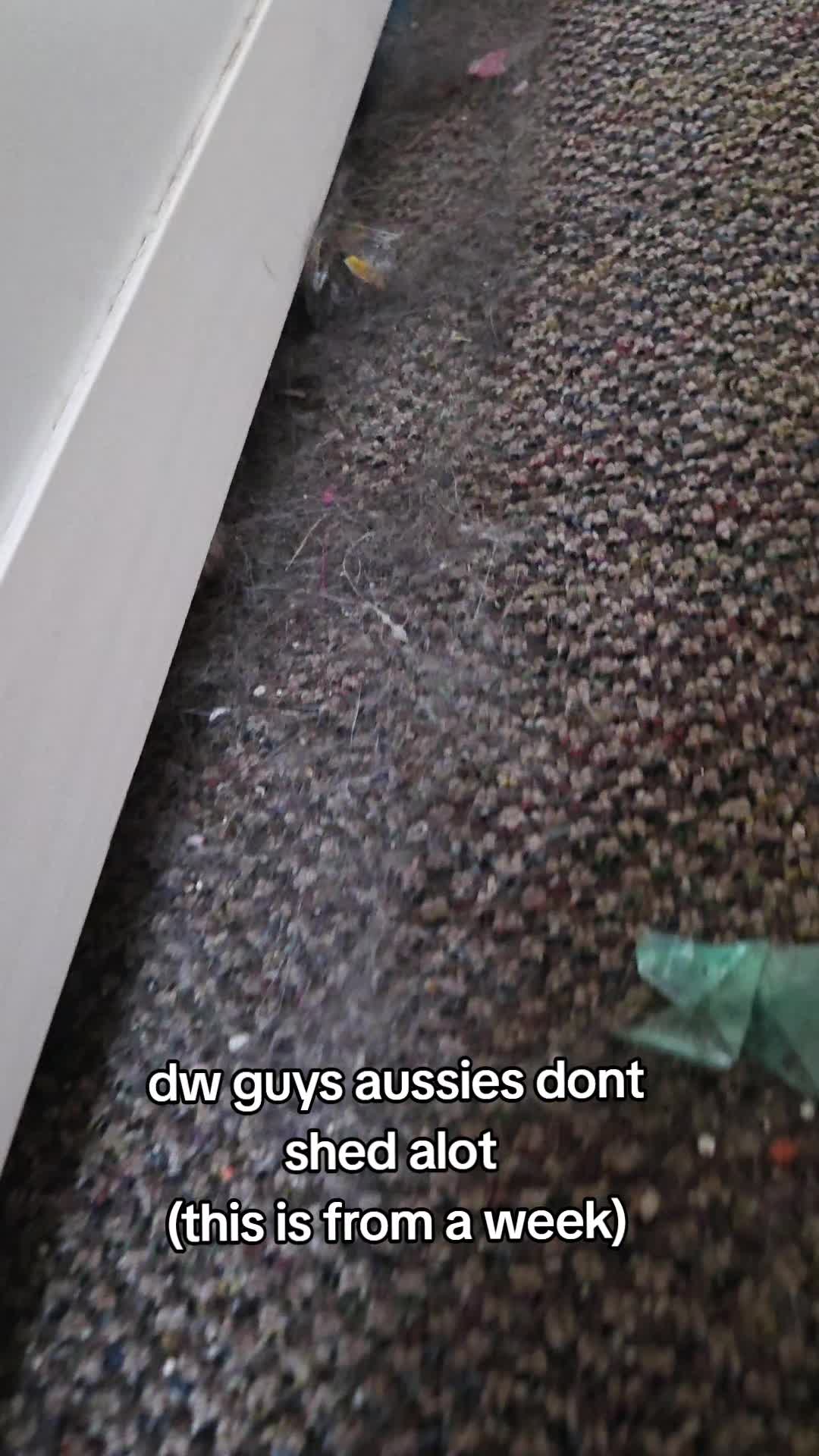@Nala the Service aussie