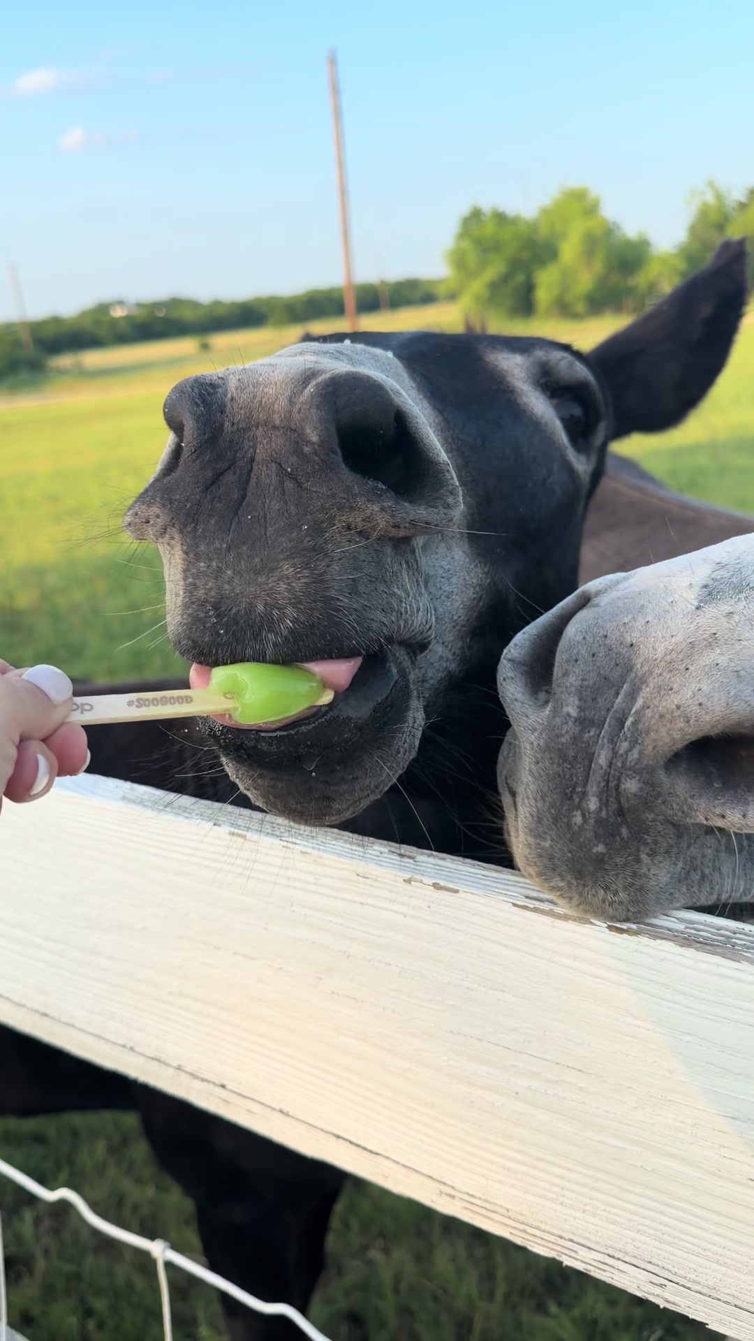 @DonkeyandHoundMama