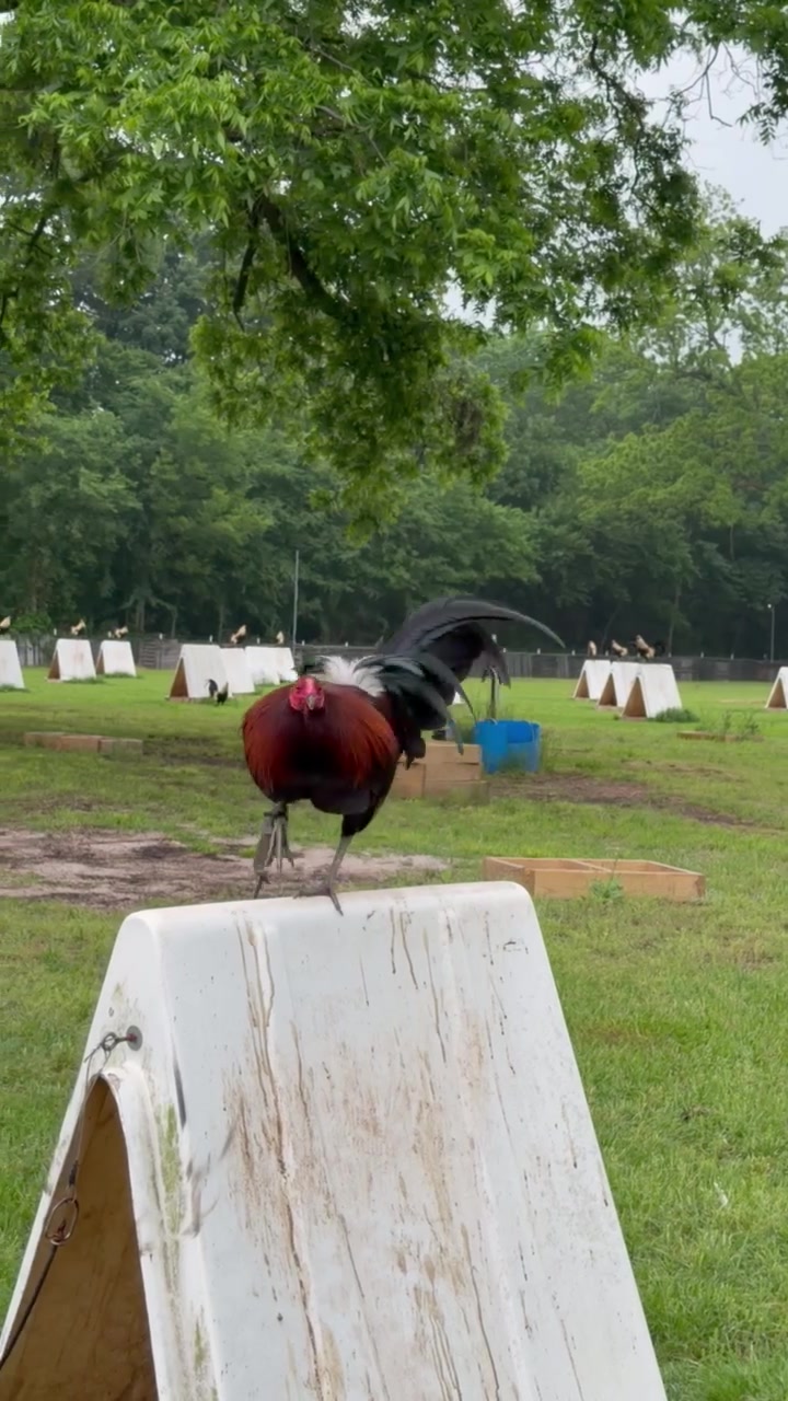 @Quốc Bảo ( baosting)