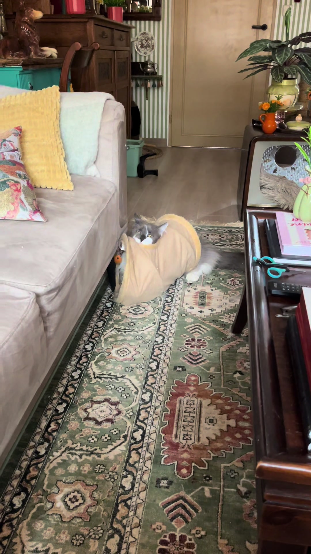 @grumpycattommyandfriends