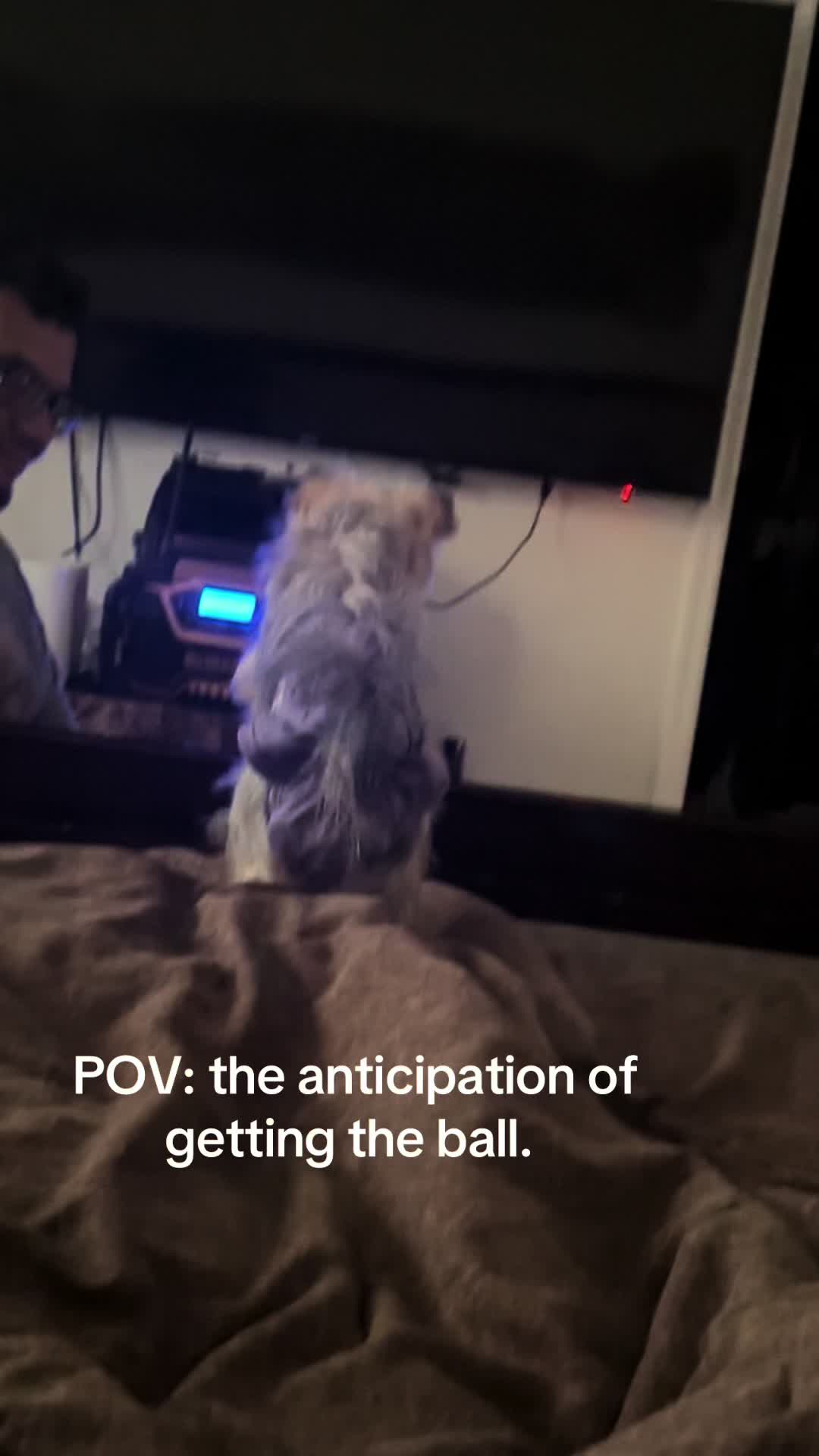 @Penny the Yorkie