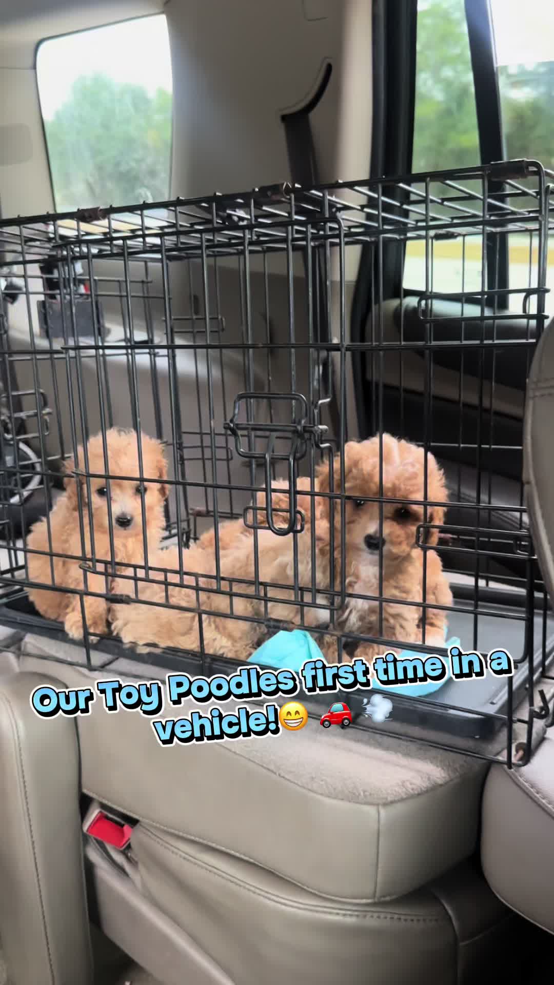 @Dog Lady