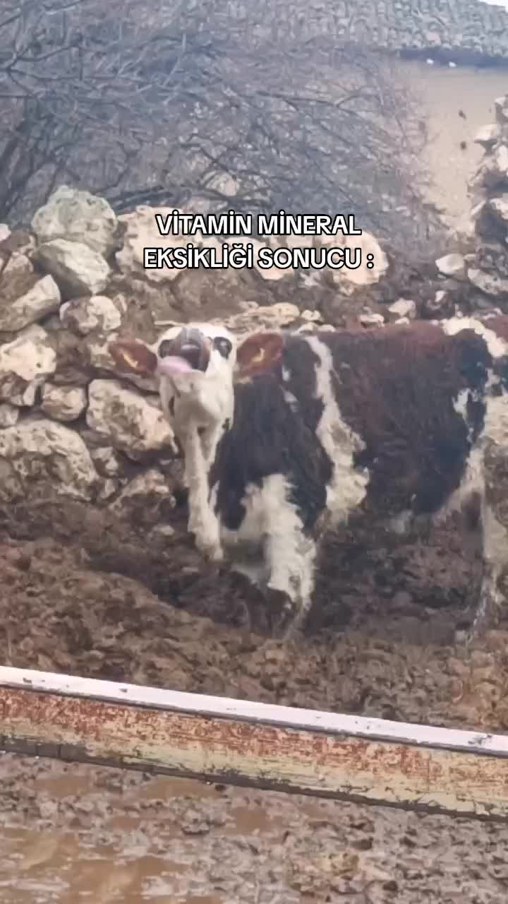 @Vet. Hekim Bülent SEZER