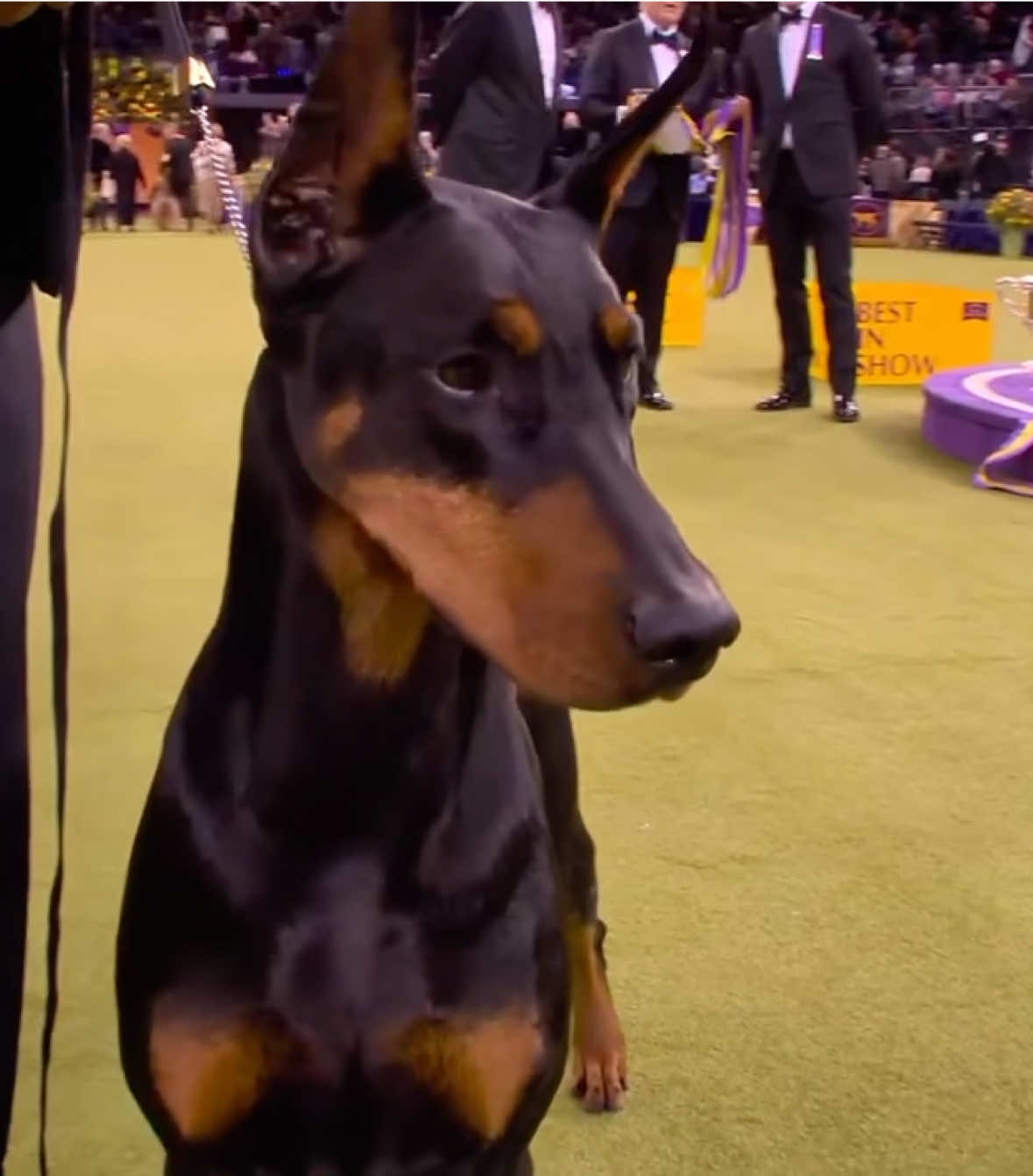 @Westminster Kennel Club