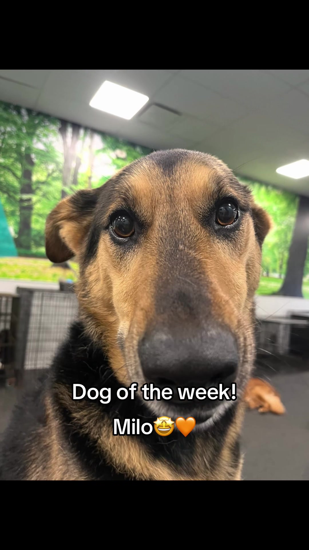 @Dogtopia South Ann Arbor