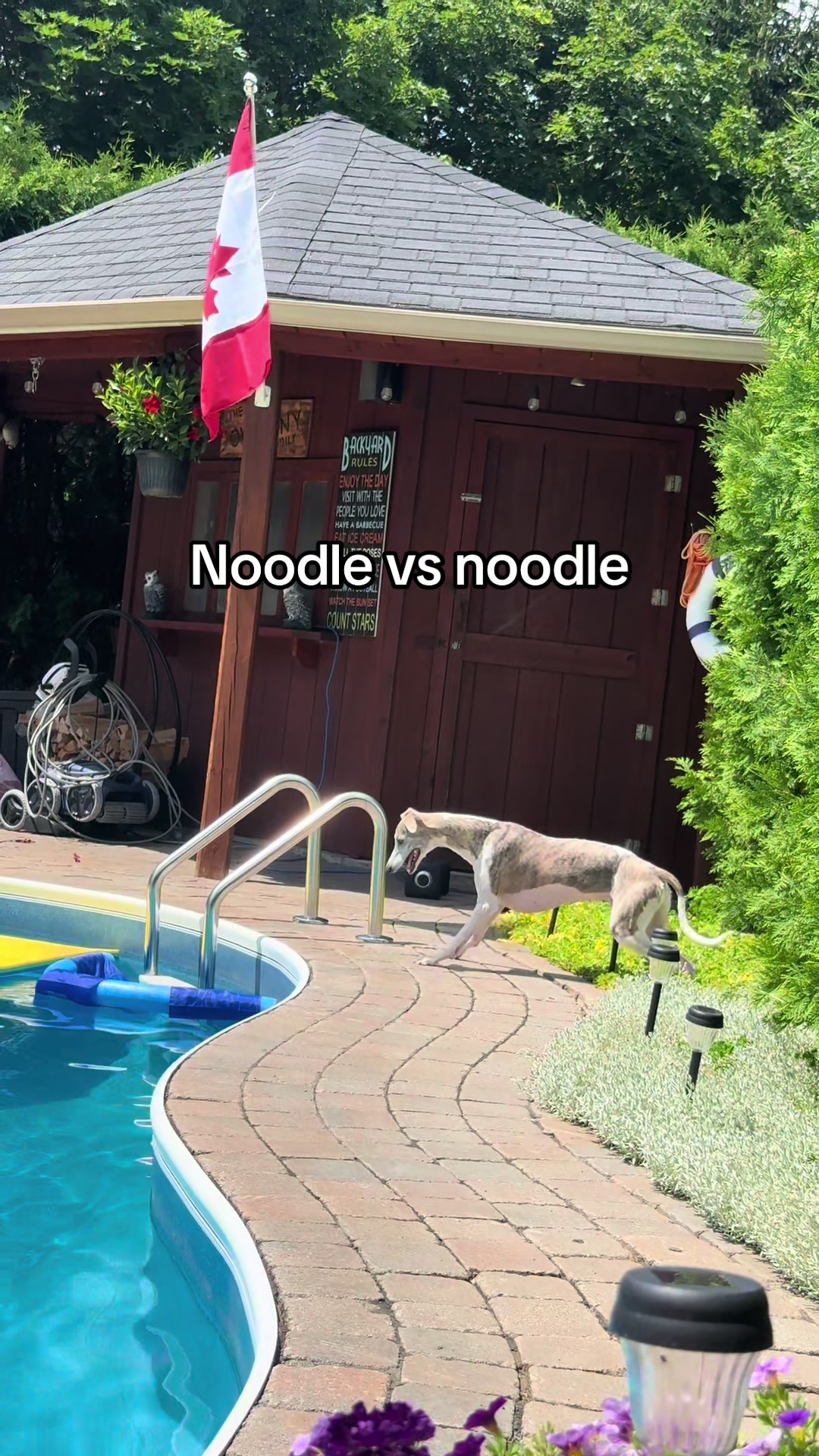 @Kayce Dog🤪🩷