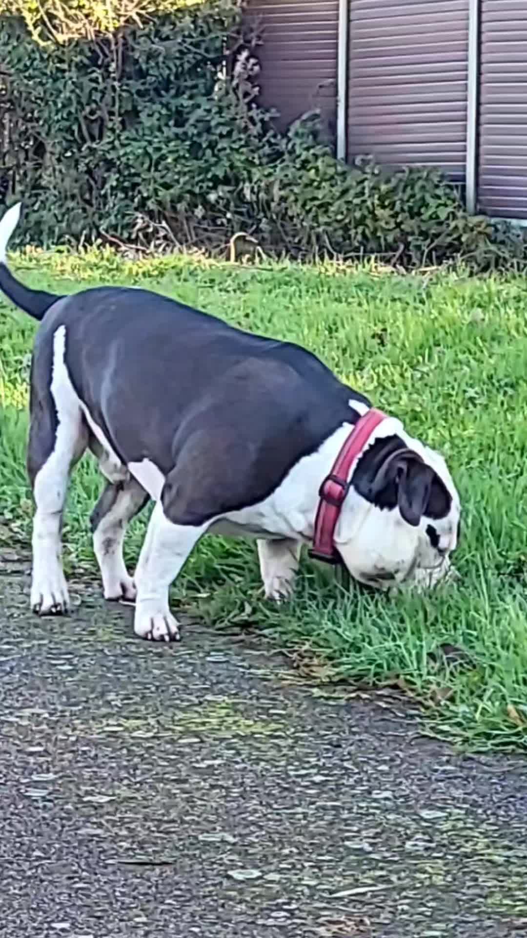 @🐾BULLY💗MOM🐾