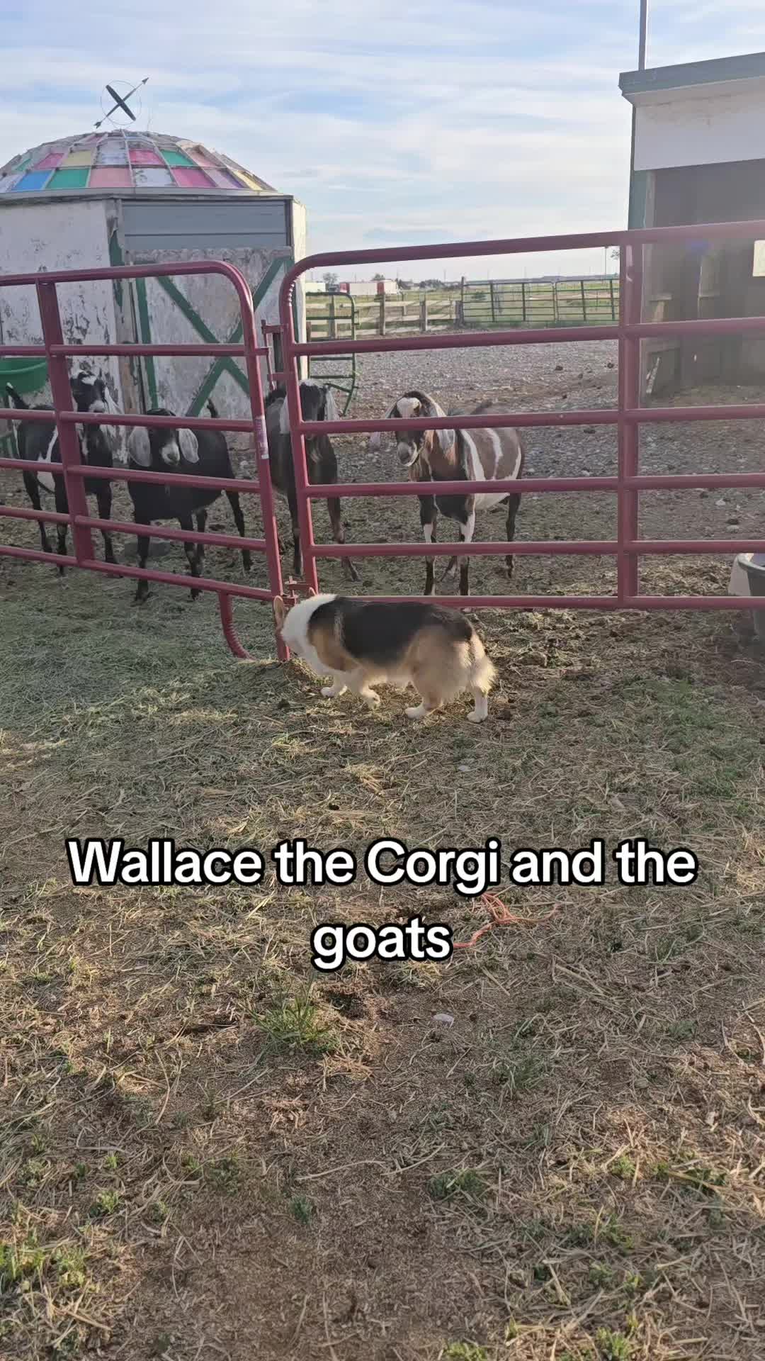 @🌎Corgi🏇Daddy🌎RocksYourWorld