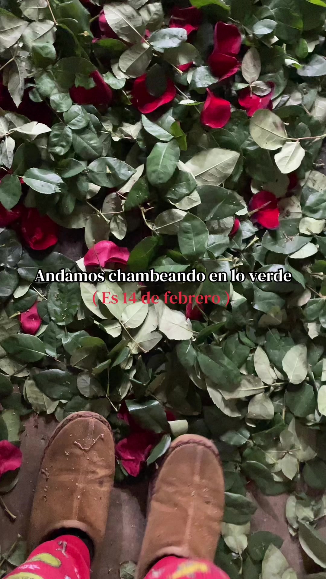 @Bellas Flores ୨ৎ